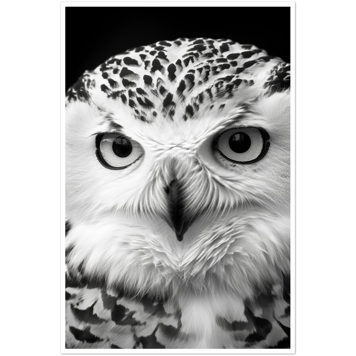 Snowy Owl Gaze Photography