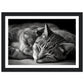 Tranquil Duo - Sleeping Cats Photograph Wall Art Print