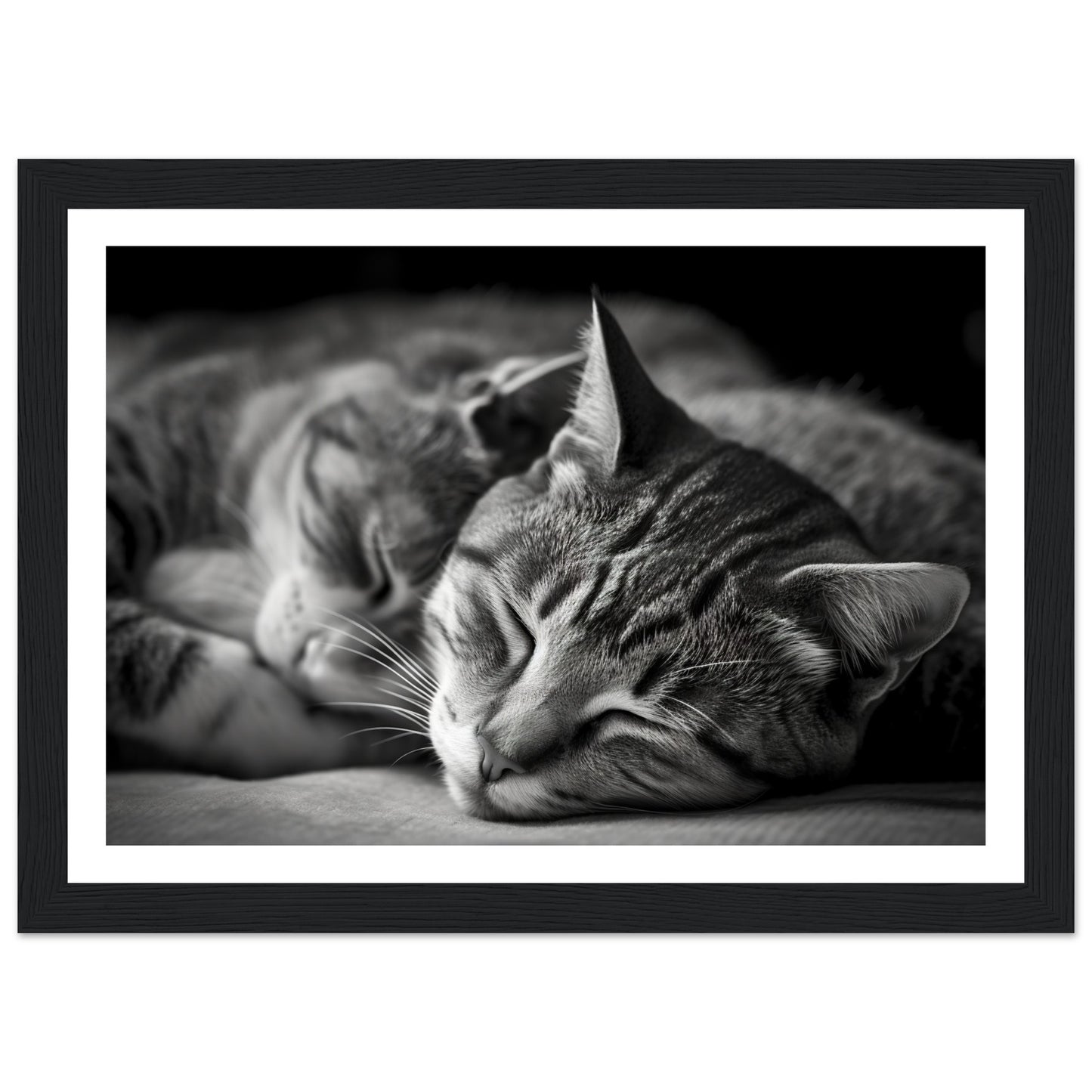 Tranquil Duo - Sleeping Cats Photograph Wall Art Print