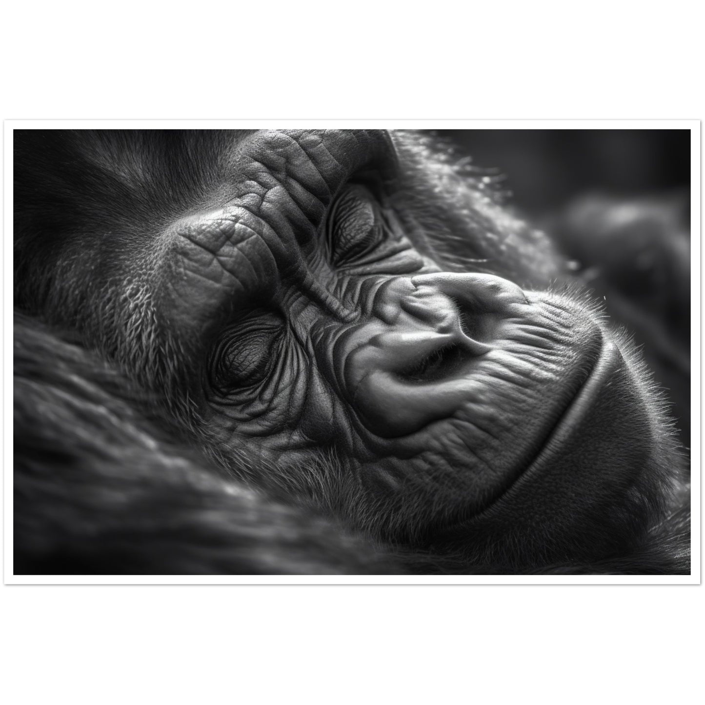 Close-Up of Sleeping Gorilla Photograph Wall Art Print