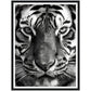 Wild Gaze: Tiger Close-Up Photograph Wall Art Print