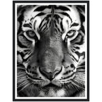 Load image into Gallery viewer, Wild Gaze: Tiger Close-Up Photograph Wall Art Print