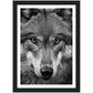 Wild Gaze: Wolf Photograph Wall Art Print