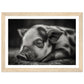 Black and White Sleeping Piglet Photograph Wall Art Print