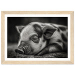 Load image into Gallery viewer, Black and White Sleeping Piglet Photograph Wall Art Print
