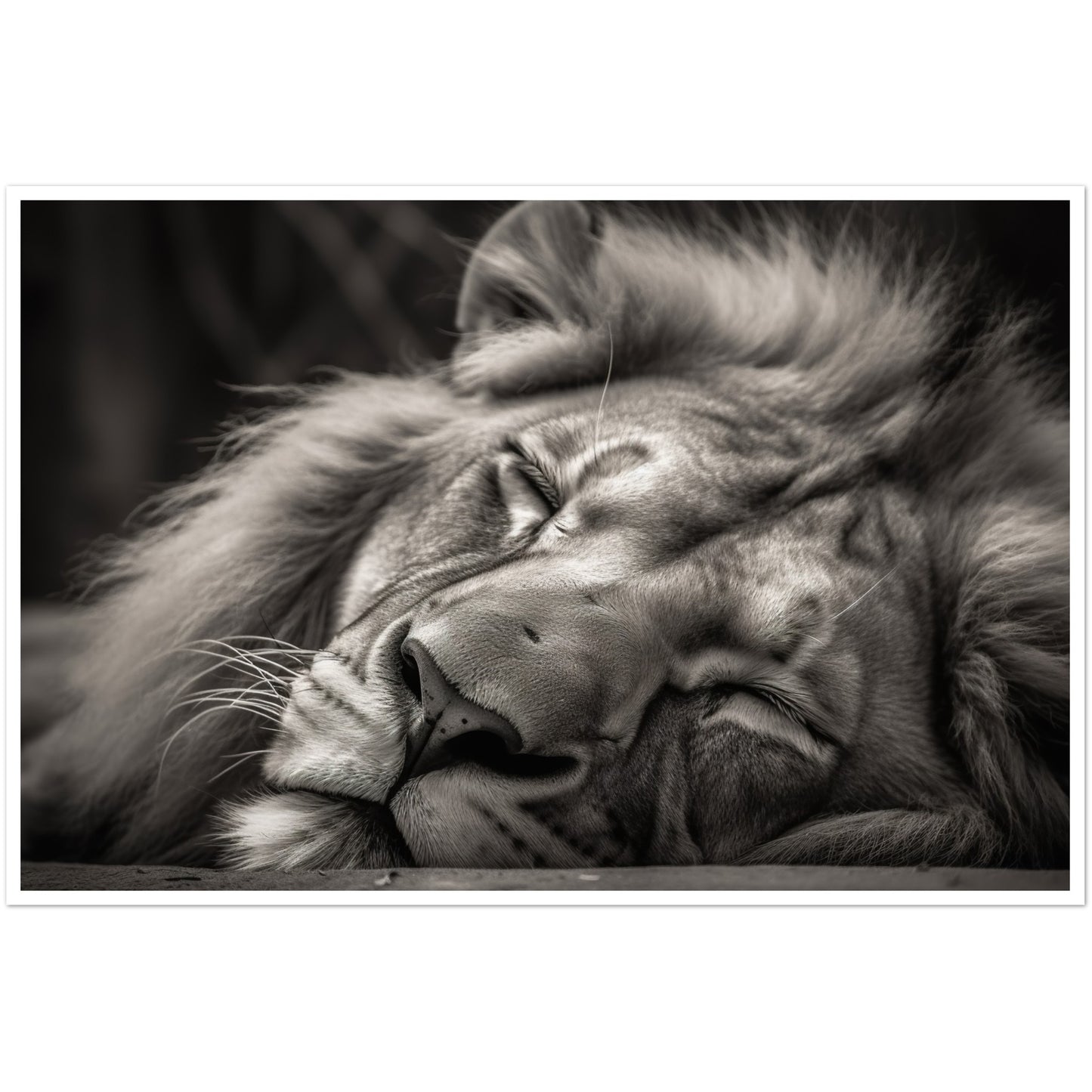 Regal Rest - Serene Sleeping Lion Photography