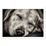 Load image into Gallery viewer, Peaceful Slumber Close-Up of Sleeping Dog Photograph Wall Art Print
