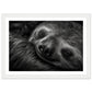 Sleeping Sloth Photograph Wall Art Print