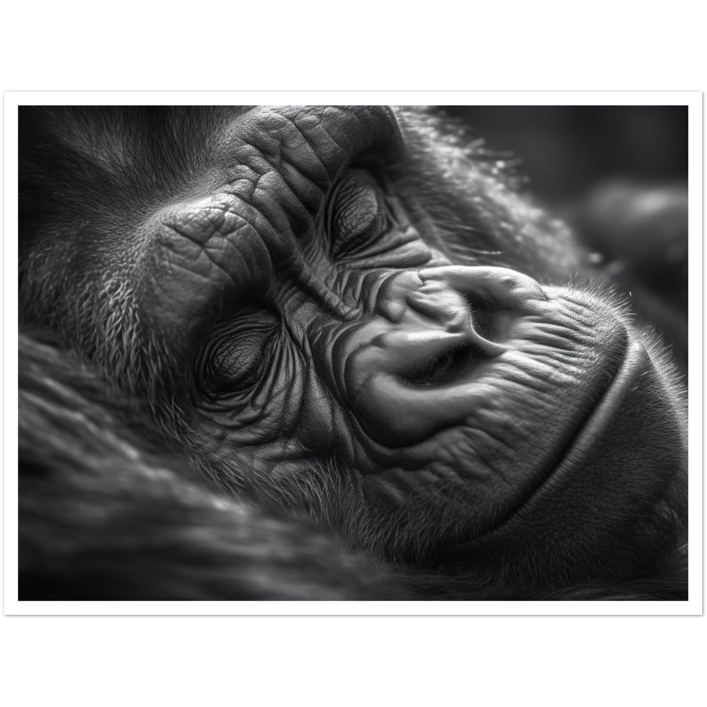 Close-Up of Sleeping Gorilla Photograph Wall Art Print