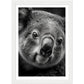 Koala's Close-Up Photograph Wall Art Print