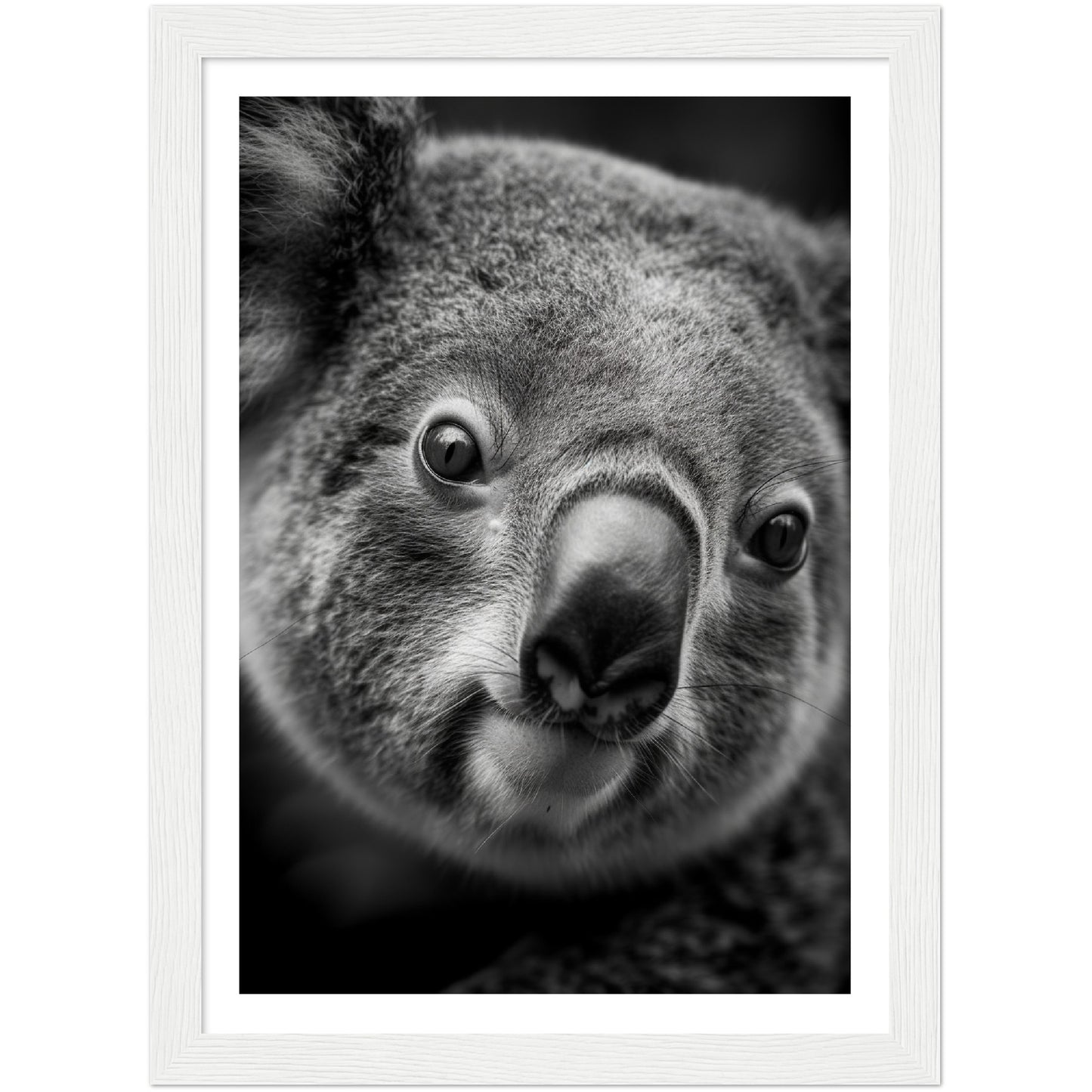 Koala's Close-Up Photograph Wall Art Print