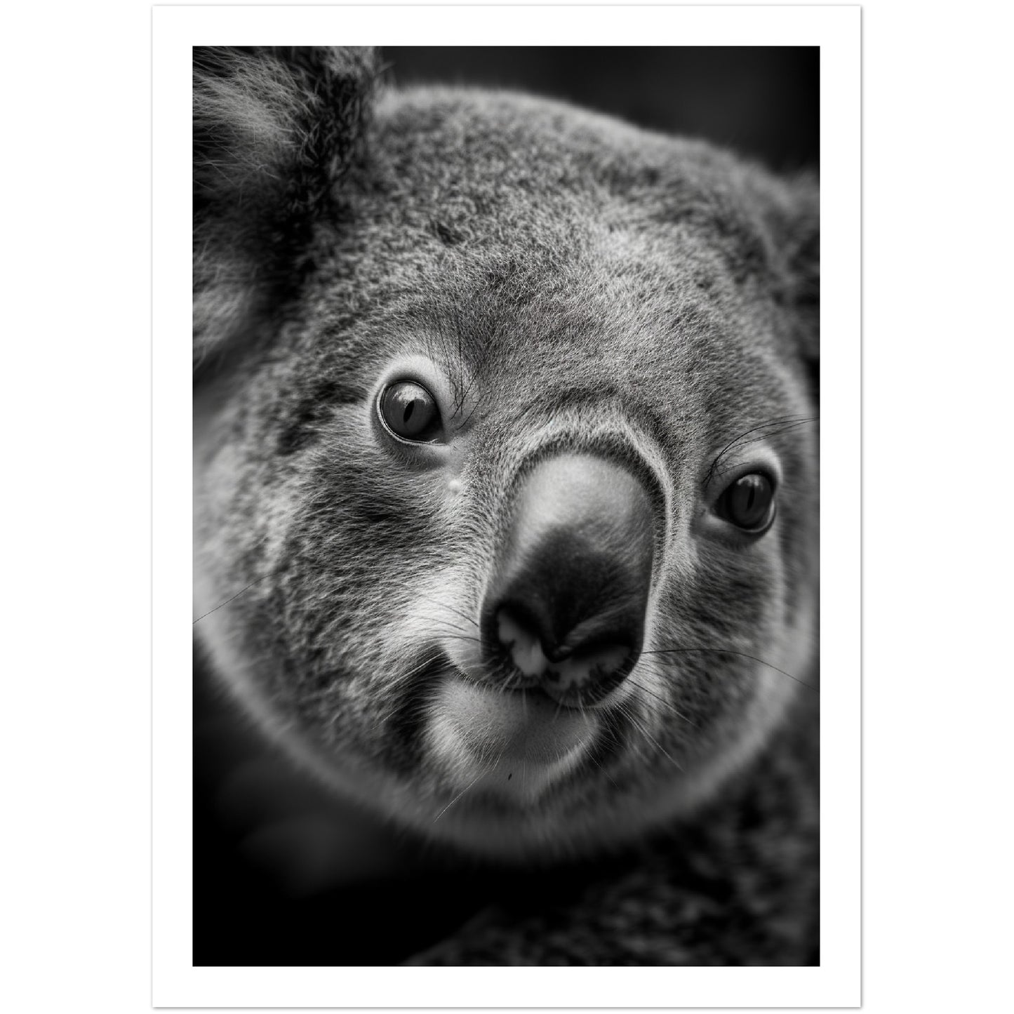 Koala's Close-Up Photograph Wall Art Print