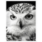 Snowy Owl Gaze Photography