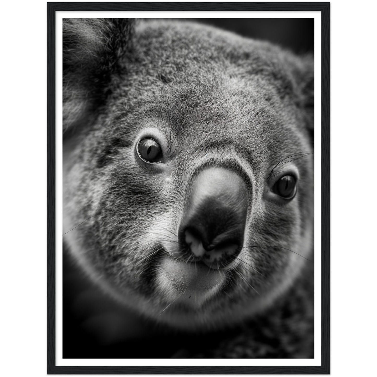 Koala's Close-Up Photograph Wall Art Print