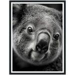 Load image into Gallery viewer, Koala&#39;s Close-Up Photograph Wall Art Print
