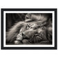 Regal Rest - Serene Sleeping Lion Photography