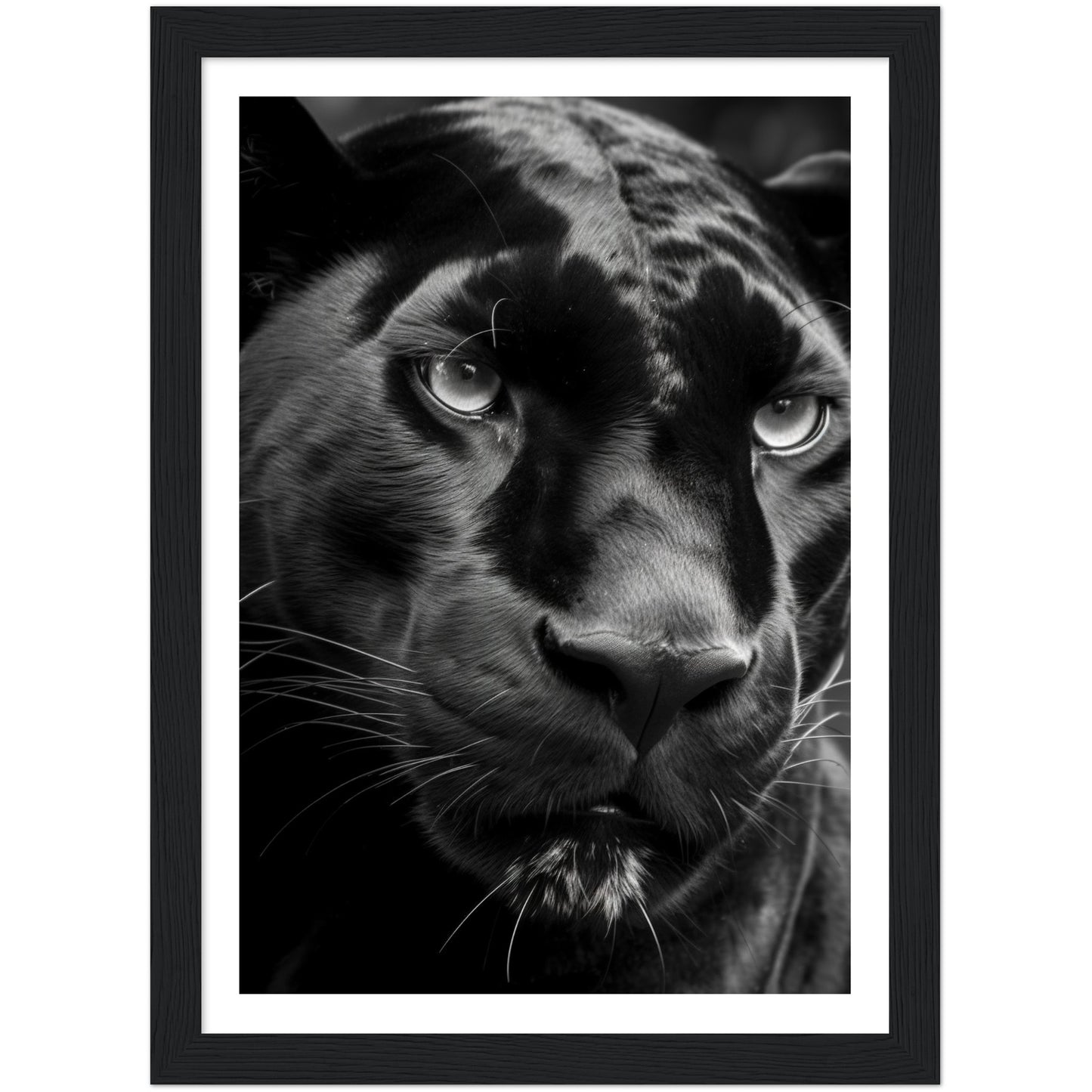 Panther's Gaze Photograph Wall Art Print