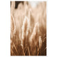 Hazy Pampas Close-Up Photograph Wall Art Print