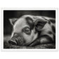 Black and White Sleeping Piglet Photograph Wall Art Print