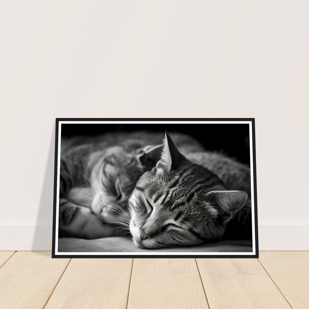 Tranquil Duo - Sleeping Cats Photograph Wall Art Print