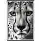 Cheetah's Gaze Photograph Wall Art Print