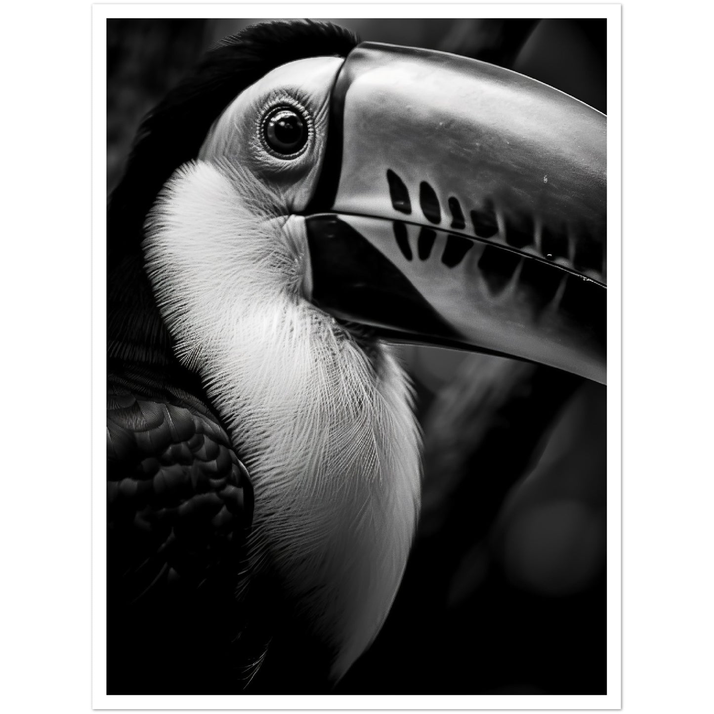 Toucan's Gaze Photograph Wall Art Print