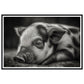 Black and White Sleeping Piglet Photograph Wall Art Print