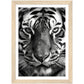 Wild Gaze: Tiger Close-Up Photograph Wall Art Print