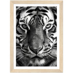 Load image into Gallery viewer, Wild Gaze: Tiger Close-Up Photograph Wall Art Print
