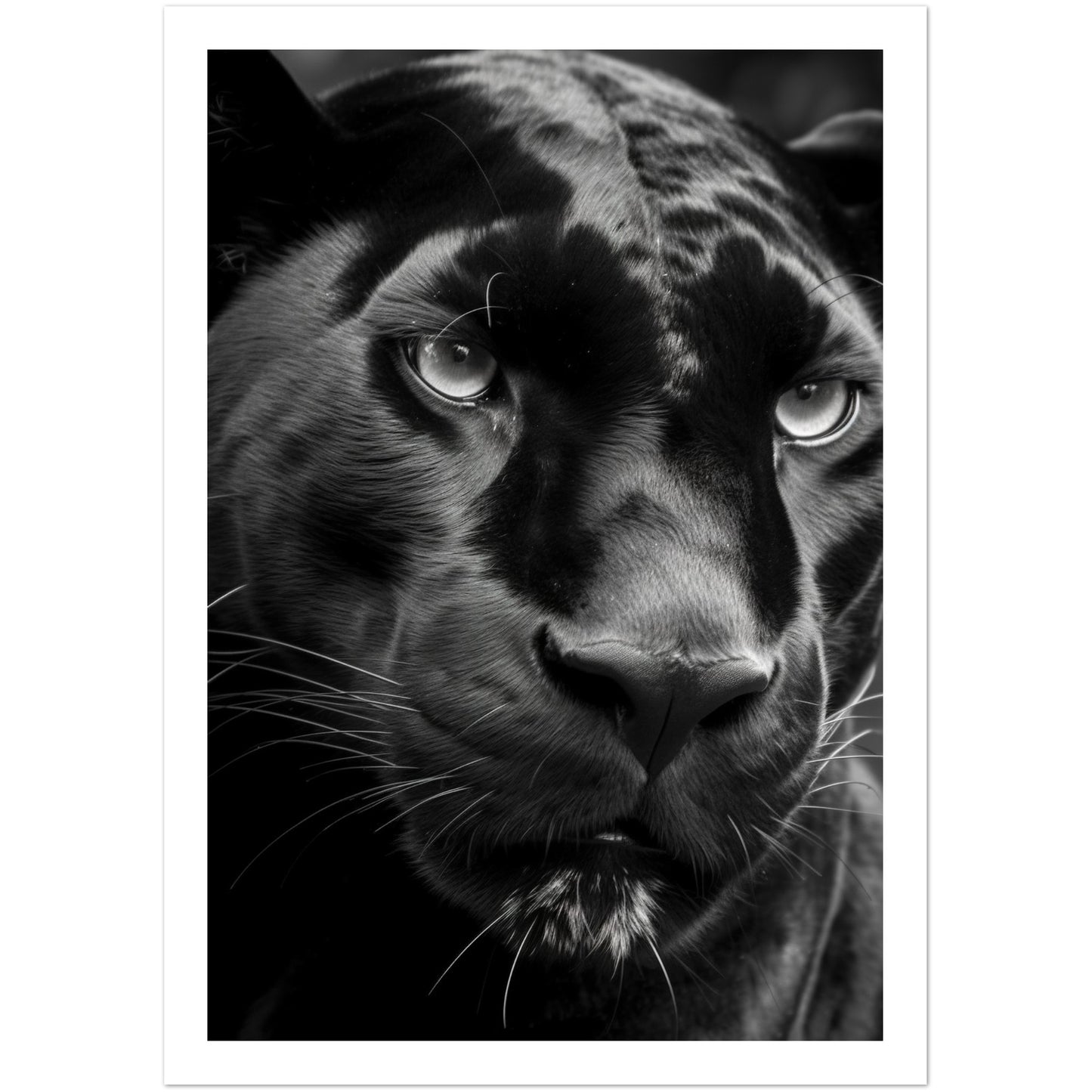 Panther's Gaze Photograph Wall Art Print