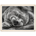 Load image into Gallery viewer, Close-Up of Sleeping Koala Photograph Wall Art Print
