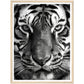 Wild Gaze: Tiger Close-Up Photograph Wall Art Print