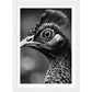 Peacock Perfection Photograph Wall Art Print