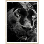 Load image into Gallery viewer, Panther&#39;s Gaze Photograph Wall Art Print
