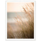 Hazy Beach Grass Close-Up Photograph Wall Art Print