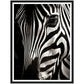 Close-up Zebra Photograph Wall Art Print