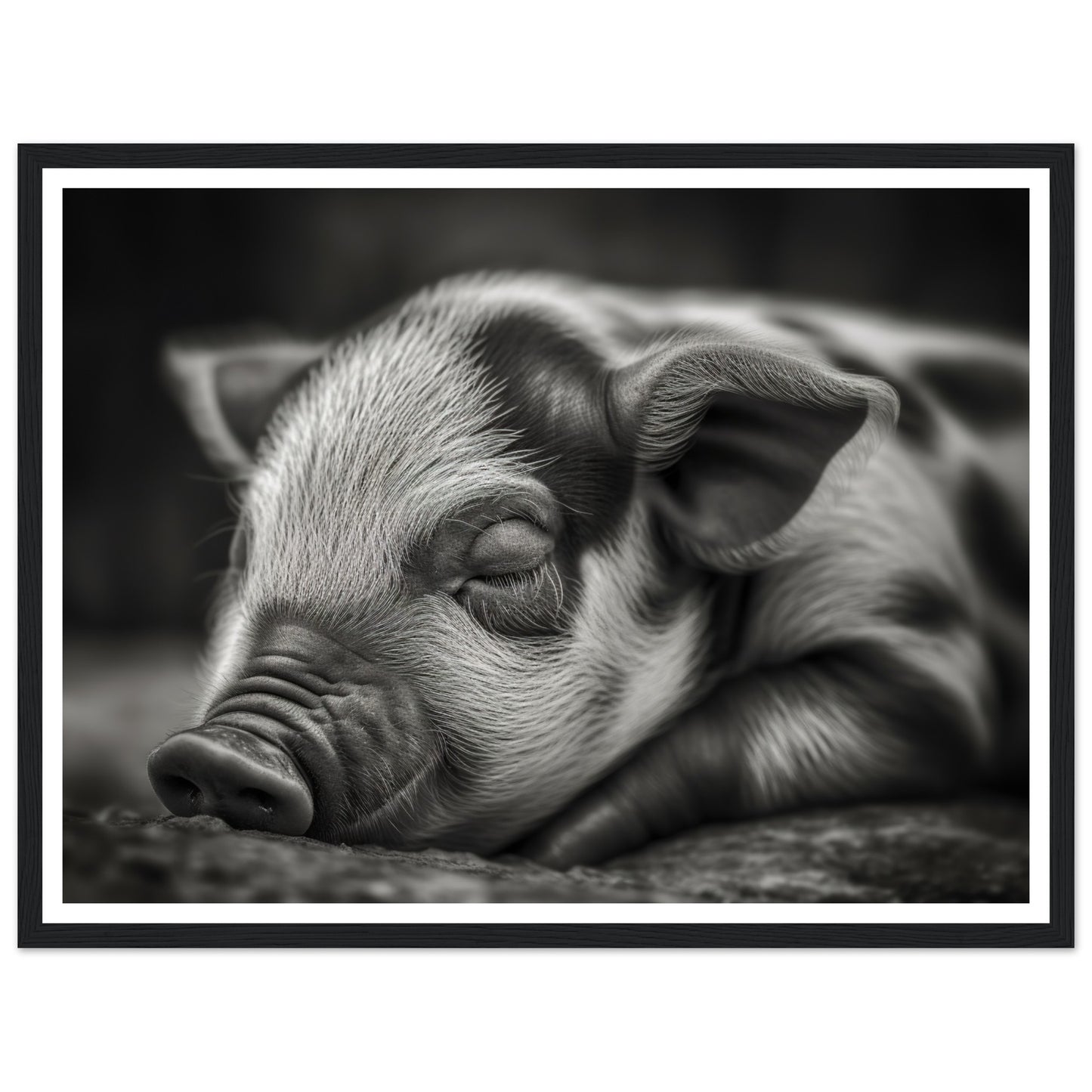 Black and White Sleeping Piglet Photograph Wall Art Print