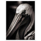 Close-up Pelican Photograph Wall Art Print