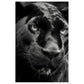 Panther's Gaze Photograph Wall Art Print