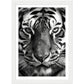 Wild Gaze: Tiger Close-Up Photograph Wall Art Print