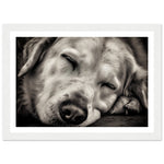Load image into Gallery viewer, Peaceful Slumber Close-Up of Sleeping Dog Photograph Wall Art Print