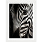 Close-up Zebra Photograph Wall Art Print