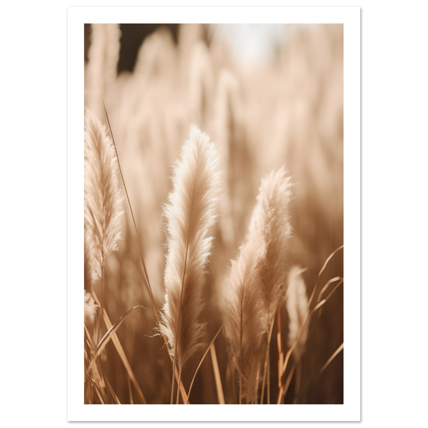 Hazy Pampas Close-Up Photograph Wall Art Print