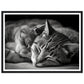 Tranquil Duo - Sleeping Cats Photograph Wall Art Print