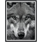 Load image into Gallery viewer, Wild Gaze: Wolf Photograph Wall Art Print