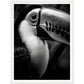 Toucan's Gaze Photograph Wall Art Print