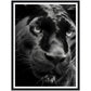 Panther's Gaze Photograph Wall Art Print