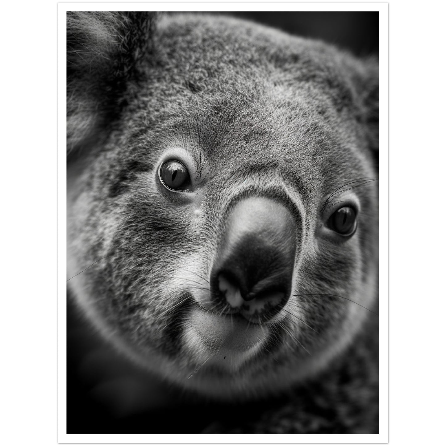 Koala's Close-Up Photograph Wall Art Print