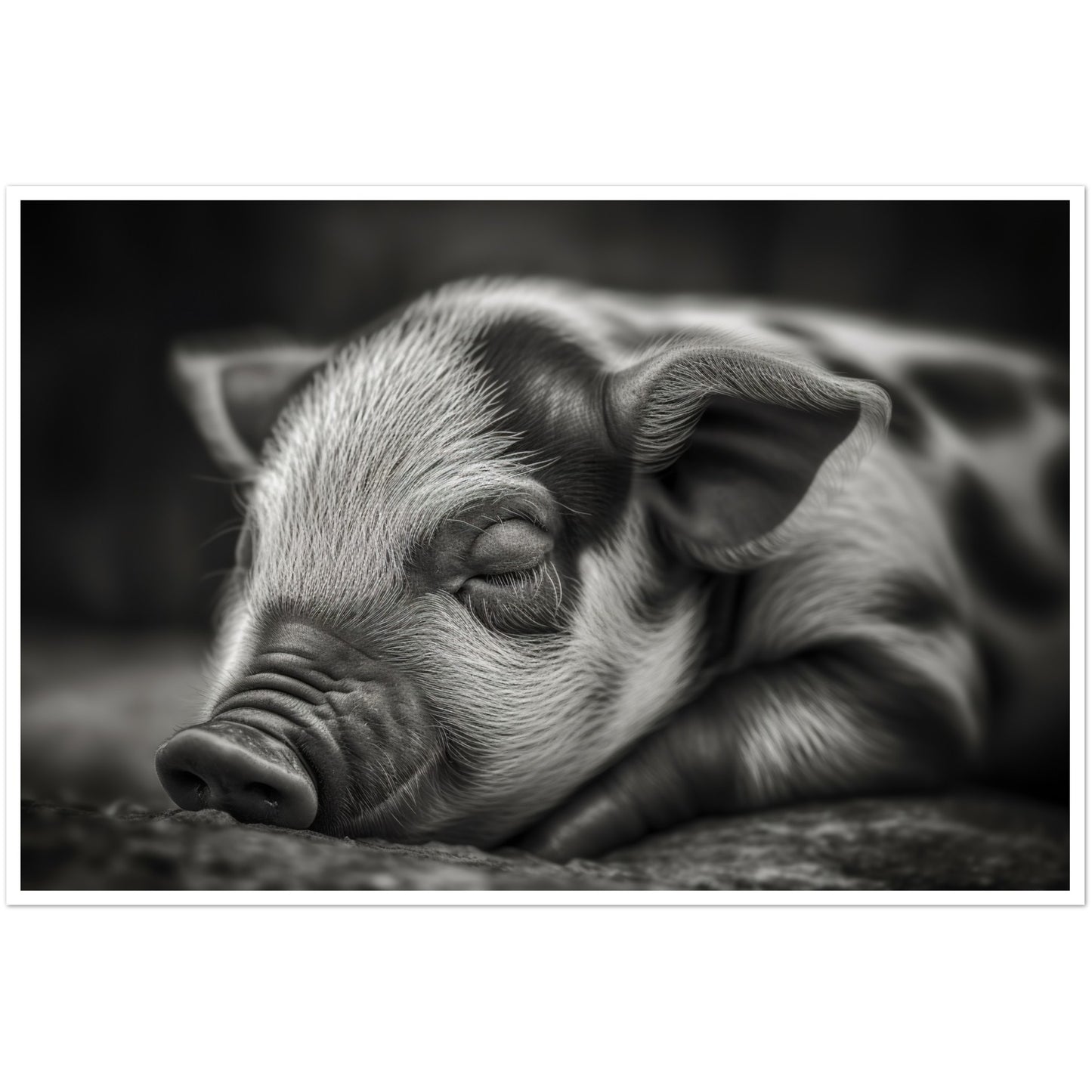 Black and White Sleeping Piglet Photograph Wall Art Print