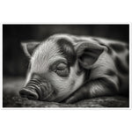 Load image into Gallery viewer, Black and White Sleeping Piglet Photograph Wall Art Print